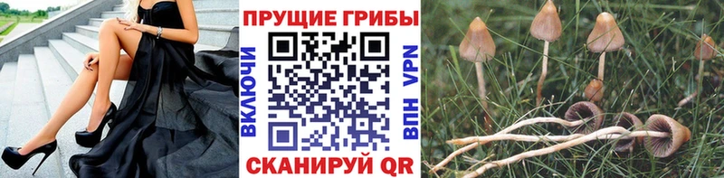 Галлюциногенные грибы GOLDEN TEACHER  Алзамай 